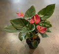 Red Anthurium